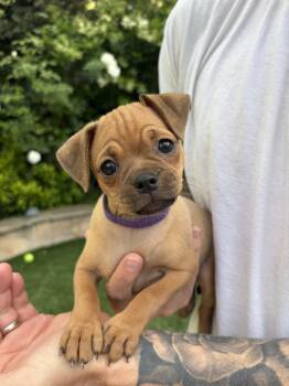 Pug and Miniature Pinscher Dogs Available for Adoption in Burbank, California - Pauline | PetCurious