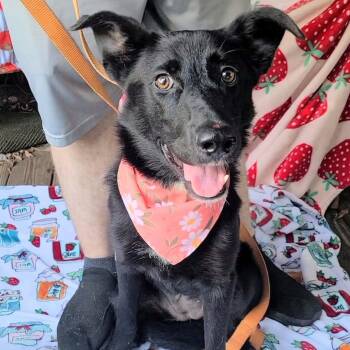 Millie -  Black Labrador Retriever and German Shepherd Dog Dog for Adoption in Woolwich, Maine - Millie | PetCurious