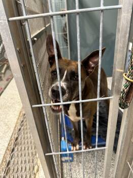 Bruno -  Shepherd Dog for Adoption in Plymouth, Connecticut - Bruno | PetCurious