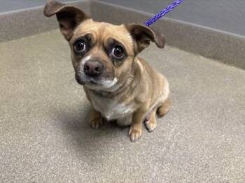 Chihuahua Dogs Available for Adoption - DAISY | PetCurious