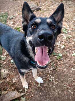 Gnocchi -  German Shepherd Dog and Husky Dog for Adoption in Richmond, Texas - Gnocchi | PetCurious