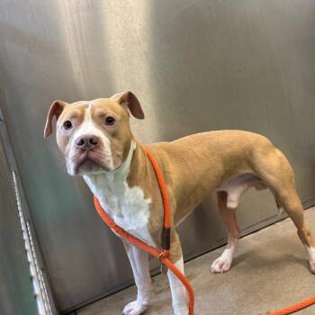 YORK-Stray-16734 -  Mixed Breed and Pit Bull Terrier Dog for Adoption in York, Pennsylvania - YORK-Stray-16734 | PetCurious