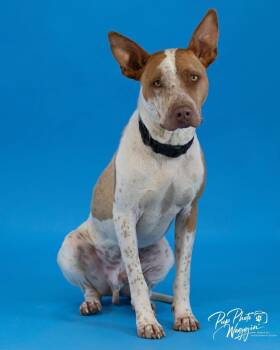 Cattle Dog and Pit Bull Terrier Dogs Available for Adoption in Valley Park, Oklahoma - Calvin | PetCurious