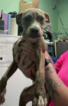 SASHA -  Pit Bull Terrier Dog for Adoption in Killeen, Texas - SASHA | PetCurious