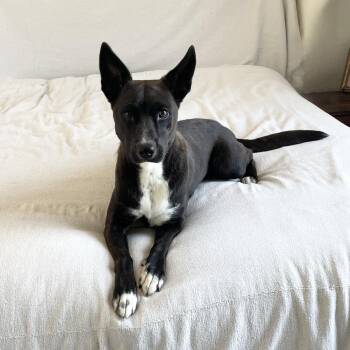 Loving Lucy -  Australian Cattle Dog Blue Heeler and Border Collie Dog for Adoption in Burlington, North Carolina - Loving Lucy | PetCurious