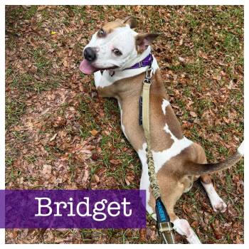 American Staffordshire Terrier and Boxer Dogs Available for Adoption in Cumming, Georgia - Bridget | PetCurious