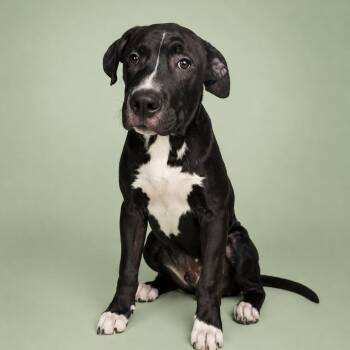 Bullseye -  Pit Bull Terrier Dog for Adoption in Martinez, California - Bullseye | PetCurious