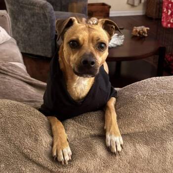 Jack Russell Terrier and Chihuahua Dogs Available for Adoption in Savannah, Georgia - Woody | PetCurious