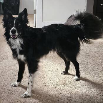 Border Collie Dogs Available for Adoption - Oakley | PetCurious