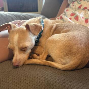 Chihuahua Dogs Available for Adoption in Ferndale, Washington - Taco | PetCurious