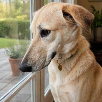 Australian Shepherd and Cattle Dog Dogs Available for Adoption in Houston, Texas - Olive - Sweetheart, Huge Cuddle Bug & Great W/Kids & Dogs! (fost | PetCurious