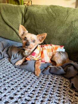 Pluto -  Yorkshire Terrier Dog for Adoption in Oak Forest, Illinois - Pluto | PetCurious