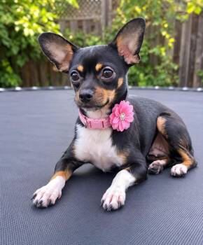 Gigi -  Chihuahua Dog for Adoption - Gigi | PetCurious