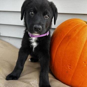 Silo -  Mixed Breed Dog for Adoption in Saskatoon, Saskatchewan - Silo | PetCurious