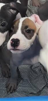 GARNET -  Mixed Breed Dog for Adoption in Dallas, Texas - GARNET | PetCurious