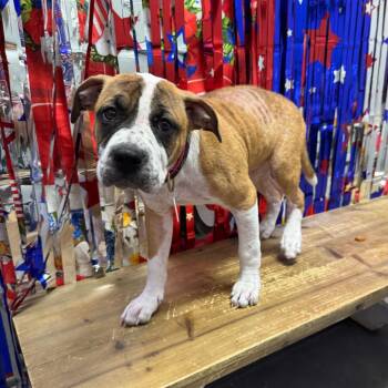 Jessa -  Boxer and American Bulldog Dog for Adoption in Normal, Illinois - Jessa | PetCurious