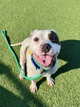 Pit Bull Terrier Dogs Available for Adoption in Cleveland, Ohio - Barstow | PetCurious