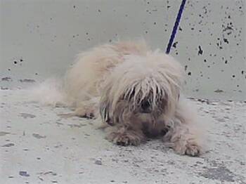 WOOFY -  Shih Tzu and Mixed Breed Dog for Adoption in Houston, Texas - WOOFY | PetCurious