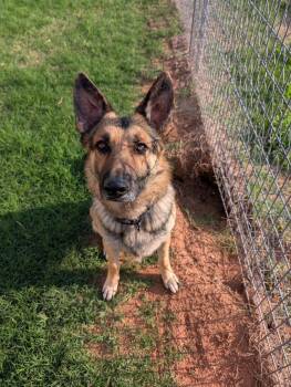 German Shepherd Dog Dogs Available for Adoption in Dripping Springs, Texas - Roger | PetCurious