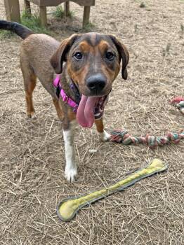 Deputy Do Right -  Bernese Mountain Dog Dog for Adoption in Marshall, North Carolina - Deputy Do Right | PetCurious