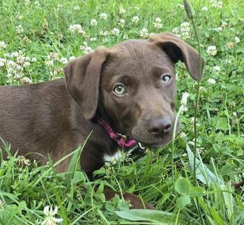 Candy -  Chocolate Labrador Retriever Dog for Adoption in Grand Rapids, Michigan - Candy | PetCurious