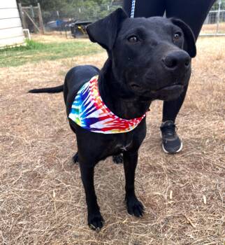 Rescue Black Labrador Retriever and Whippet Dogs for Adoption in Seguin, Texas - Brooke | PetCurious