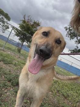 German Shepherd Dog Dogs Available for Adoption in Labelle, Florida - Nia | PetCurious