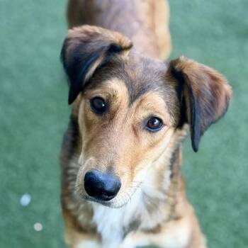 Pilly-Wiggins -  German Shepherd Dog Dog for Adoption in Sacramento, California - Pilly-Wiggins | PetCurious