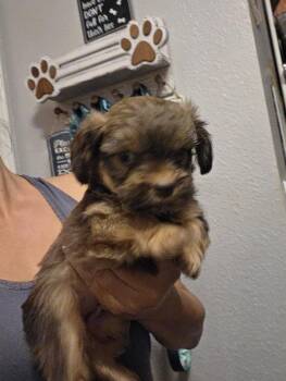 Annie -  Yorkshire Terrier and Shih Tzu Dog for Adoption in Albuquerque, New Mexico - Annie | PetCurious