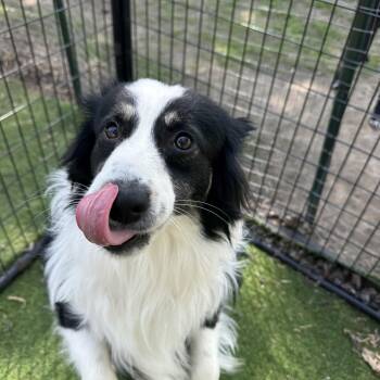 Australian Shepherd Dogs Available for Adoption in Russiaville, Indiana - Opie! Adorable Guy!  | PetCurious