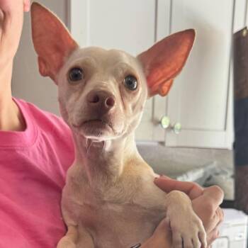 Professor Utonium -  Chihuahua and Mixed Breed Dog for Adoption in Venice, Florida - Professor Utonium | PetCurious