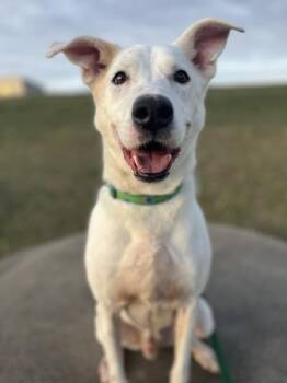 Beluga -  Mixed Breed Dog for Adoption in Kansas City, Missouri - Beluga | PetCurious