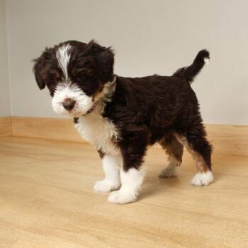 Labrador Retriever and German Shepherd Dog Dogs Available for Adoption - Irish D68700 | PetCurious