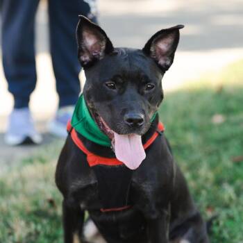Cali -  Pit Bull Terrier and Mixed Breed Dog for Adoption in Evansville, Indiana - Cali | PetCurious