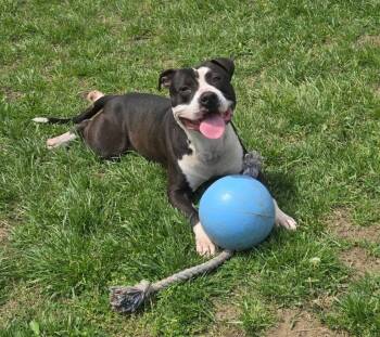 Pit Bull Terrier Dogs Available for Adoption in Saint Charles, Missouri - Macho  | PetCurious