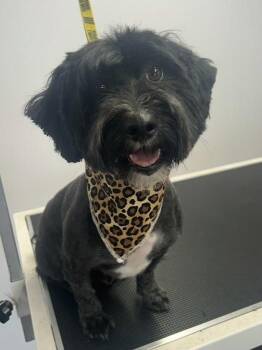 Sophie - COURTESY POST -  Shih Tzu and Poodle Dog for Adoption in Bancroft, Ontario - Sophie - COURTESY POST | PetCurious