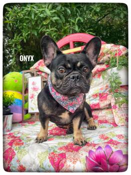 French Bulldog Dogs Available for Adoption in Sebring, Florida - Onyx | PetCurious
