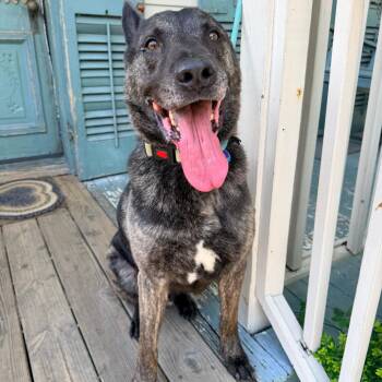 Maverick -  Shepherd and Mixed Breed Dog for Adoption in Abbotsford, British Columbia - Maverick | PetCurious