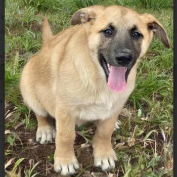 Rescue Mixed Breed Dogs for Adoption in Longview, Texas - Milky | PetCurious