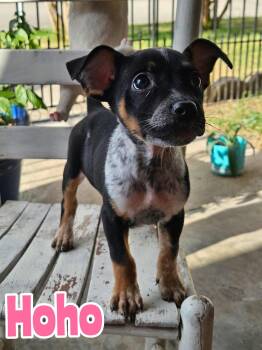 Hoho -  Australian Cattle Dog Blue Heeler Dog for Adoption in New Baltimore, Michigan - Hoho | PetCurious