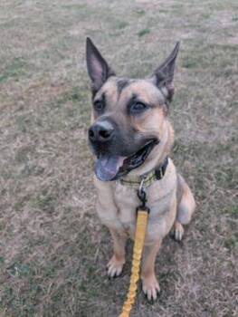 Greg -  Shepherd Dog for Adoption in Brunswick, Ohio - Greg | PetCurious