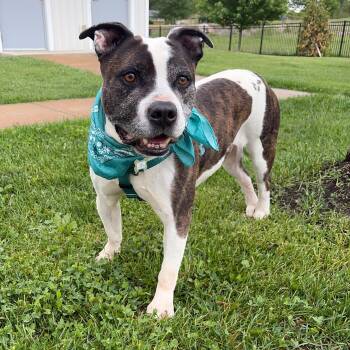 Mixed Breed Dogs Available for Adoption in Canal Winchester, Ohio - Loic | PetCurious