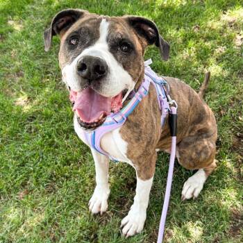 844 (2026) Clover -  Boxer and Mixed Breed Dog for Adoption in Parker, Colorado - 844 (2026) Clover | PetCurious