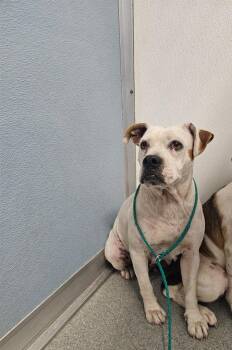 Jade -  English Bulldog and Beagle Dog for Adoption in Bloomington, Indiana - Jade | PetCurious