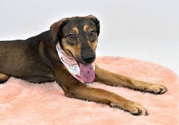 JULIET -  German Shepherd Dog and Mixed Breed Dog for Adoption in Fort Lauderdale, Florida - JULIET | PetCurious