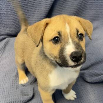 Baked Bean -  Mixed Breed Dog for Adoption in Canal Winchester, Ohio - Baked Bean | PetCurious