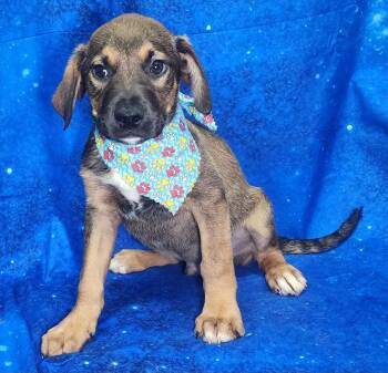 Hound and Labrador Retriever Dogs Available for Adoption - 260304  Cooler | PetCurious