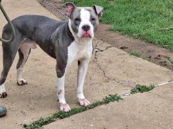 Mixed Breed Dogs Available for Adoption in Dallas, Texas - TWISTER | PetCurious