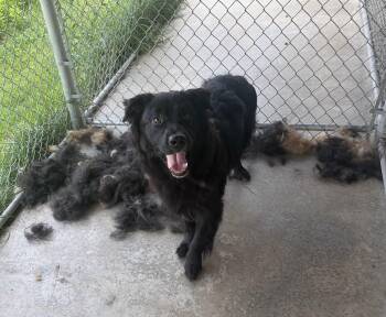 Daffy -  Retriever Dog for Adoption in Seneca, Pennsylvania - Daffy | PetCurious