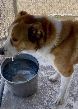 Australian Shepherd Dogs Available for Adoption in Deming, New Mexico - Toby | PetCurious